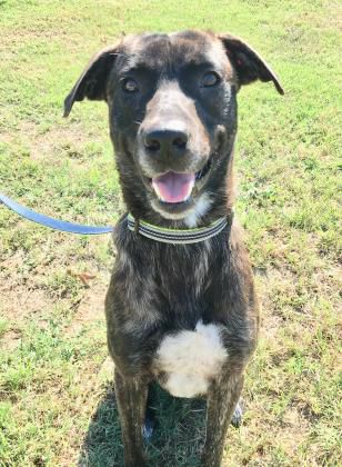 Gecko — Aggieland Humane Society